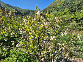 0105564157님의 블루베리 · 영농일지 작성글 사진