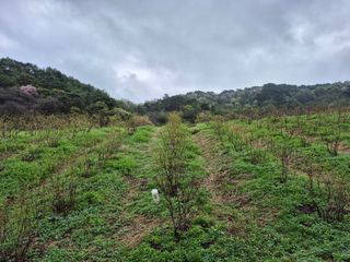 0105564157님의 블루베리 · 영농일지 작성글 사진