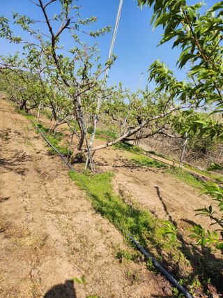 박유순님의 복숭아 · 영농일지 작성글 사진