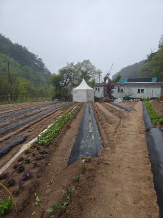 김영만님의 기타작물 · 영농일지 작성글 사진