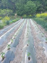 팜모닝 기타작물·영농일지 게시글 이미지