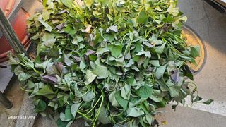 임일재님의 고구마 · 영농일지 작성글 사진