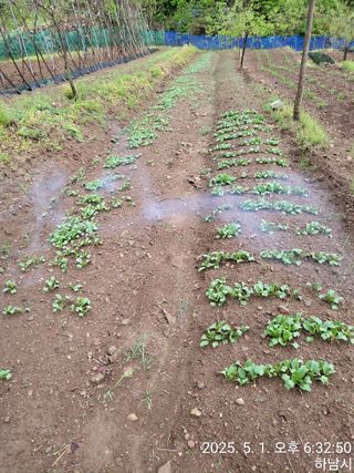 고골농장님의 기타작물 · 영농일지 작성글 사진