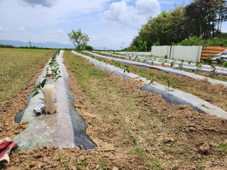 유정근님의 기타작물 · 영농일지 작성글 사진