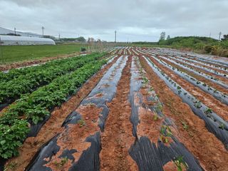 강창원님의 고추 · 영농일지 작성글 사진