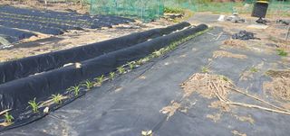 박상중님의 기타작물 · 영농일지 작성글 사진