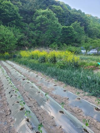 동길니우스님의 기타작물 · 영농일지 작성글 사진