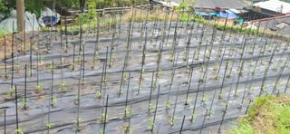 진전님의 고추 · 영농일지 작성글 사진