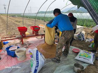 박명흠 님의 벼 · 영농일지 작성글 사진