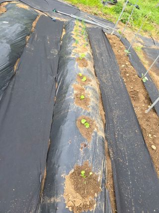 거여농원(방정재)님의 기타작물 · 영농일지 작성글 사진