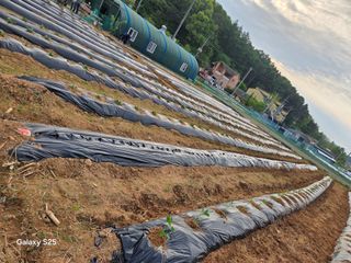 류승원님의 토마토 · 영농일지 작성글 사진