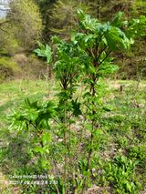 팜모닝 두릅·영농일지 게시글 이미지