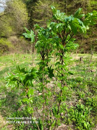 산솔바람님의 두릅 · 영농일지 작성글 사진