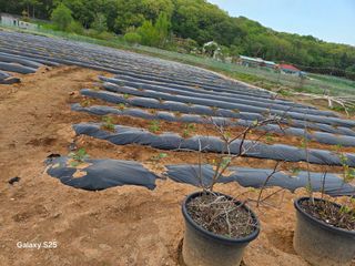 류승원님의 토마토 · 영농일지 작성글 사진