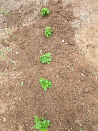 정민지호맘님의 두릅 · 영농일지 작성글 사진