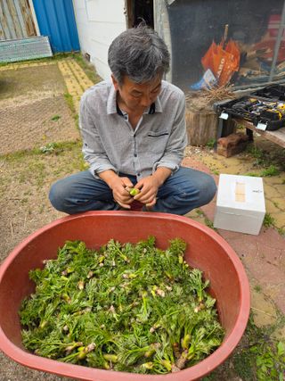 정민지호맘님의 두릅 · 영농일지 작성글 사진