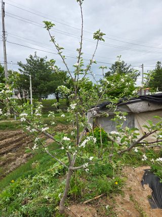 정민지호맘님의 사과 · 영농일지 작성글 사진