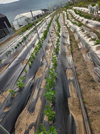 정민지호맘님의 기타작물 · 영농일지 작성글 사진