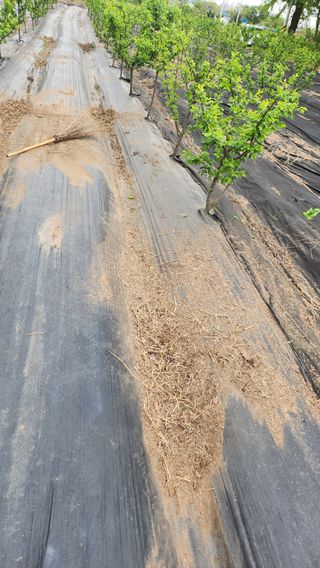 정헌경님의 기타작물 · 영농일지 작성글 사진