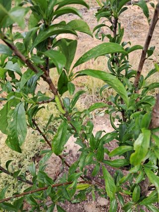 김 연님의 기타작물 · 영농일지 작성글 사진