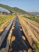 팜모닝 옥수수·영농일지 게시글 이미지