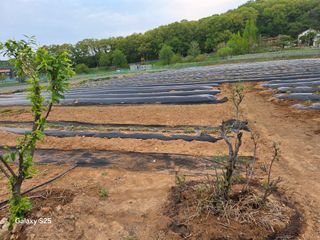 류승원님의 토마토 · 영농일지 작성글 사진