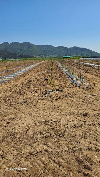 주하네팜(태추,부유님의 감 · 영농일지 작성글 사진