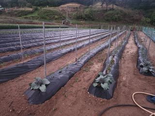 들깨17250님의 기타작물 · 영농일지 작성글 사진