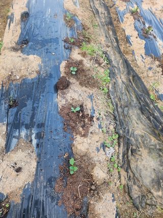 트랜스지방님의 기타작물 · 영농일지 작성글 사진