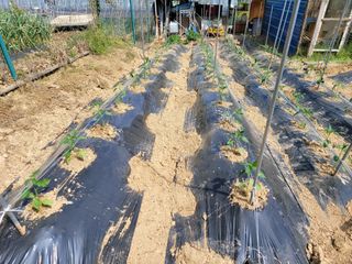 네오비노님의 기타작물 · 영농일지 작성글 사진