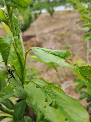 김 연님의 기타작물 · 영농일지 작성글 사진