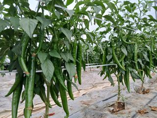 Smy1245678님의 고추 · 영농일지 작성글 사진