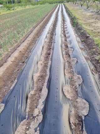 이시형님의 참깨 · 영농일지 작성글 사진