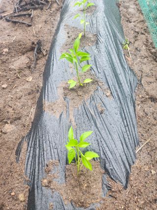 나무님의 고추 · 영농일지 작성글 사진