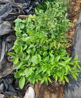 팜모닝 기타작물·영농일지 게시글 이미지