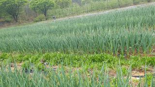 관심농사꾼님의 마늘 · 영농일지 작성글 사진