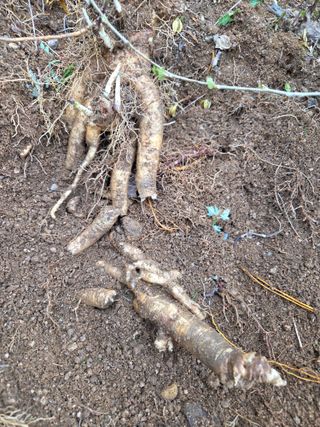 정민지호맘님의 두릅 · 영농일지 작성글 사진