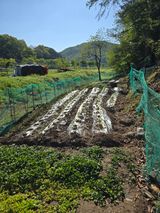 팜모닝 고추·영농일지 게시글 이미지