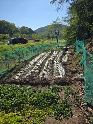 한상훈님의 고추 · 영농일지 작성글 사진