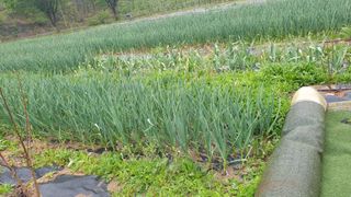 관심농사꾼님의 마늘 · 영농일지 작성글 사진