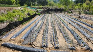 김영길님의 기타작물 · 영농일지 작성글 사진