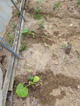 정민지호맘님의 기타작물 · 영농일지 작성글 사진