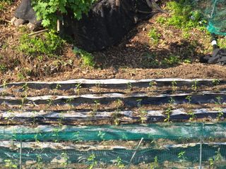 한상훈님의 고추 · 영농일지 작성글 사진