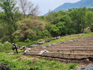 나무님의 고추 · 영농일지 작성글 사진
