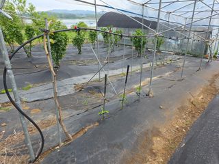 거여농원(방정재)님의 기타작물 · 영농일지 작성글 사진