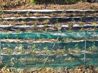 한상훈님의 고추 · 영농일지 작성글 사진