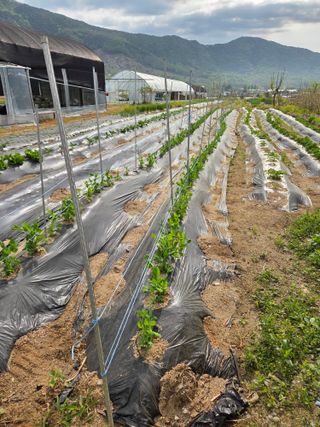 정민지호맘님의 기타작물 · 영농일지 작성글 사진
