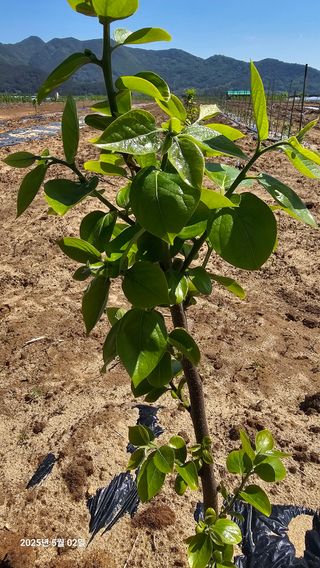 주하네팜(태추,부유님의 감 · 영농일지 작성글 사진