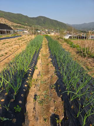 정민지호맘님의 옥수수 · 영농일지 작성글 사진