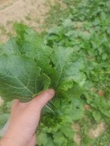 팜모닝 배추·영농일지 게시글 이미지